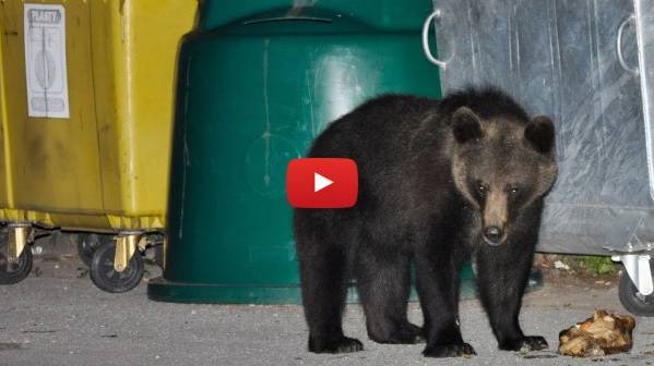 28.09.2021 Naturpack video medvede vs odpady